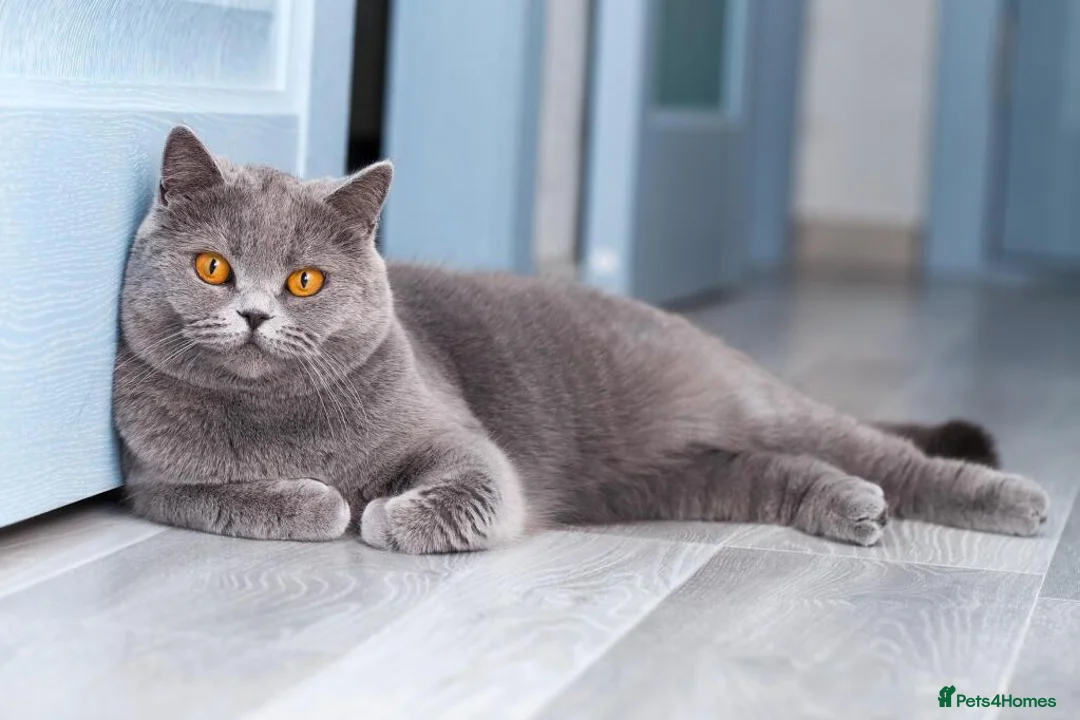 British Shorthair cats for sale: Bristish shorhair ready to go - Advert 7