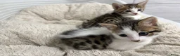 Bengal cats for sale: Bengal cross  - Advert 5