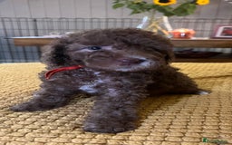Cockapoo dogs for sale: Cockapoo puppies  - Image 20