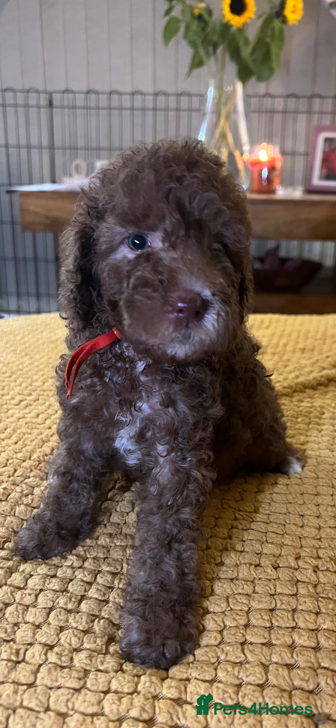 Cockapoo dogs for sale: Cockapoo puppies  - Image 20