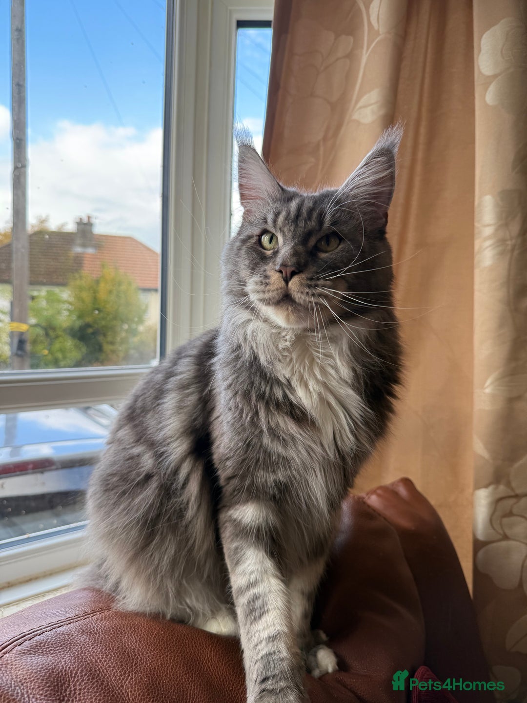 Maine Coon cats for sale: GCCF Pedigree Russian line Maine Coon - Advert 28
