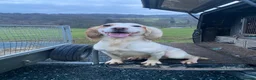 Cocker Spaniel dogs for sale: 5 Star Council Registered Cocker Spaniel Puppy - Advert 3
