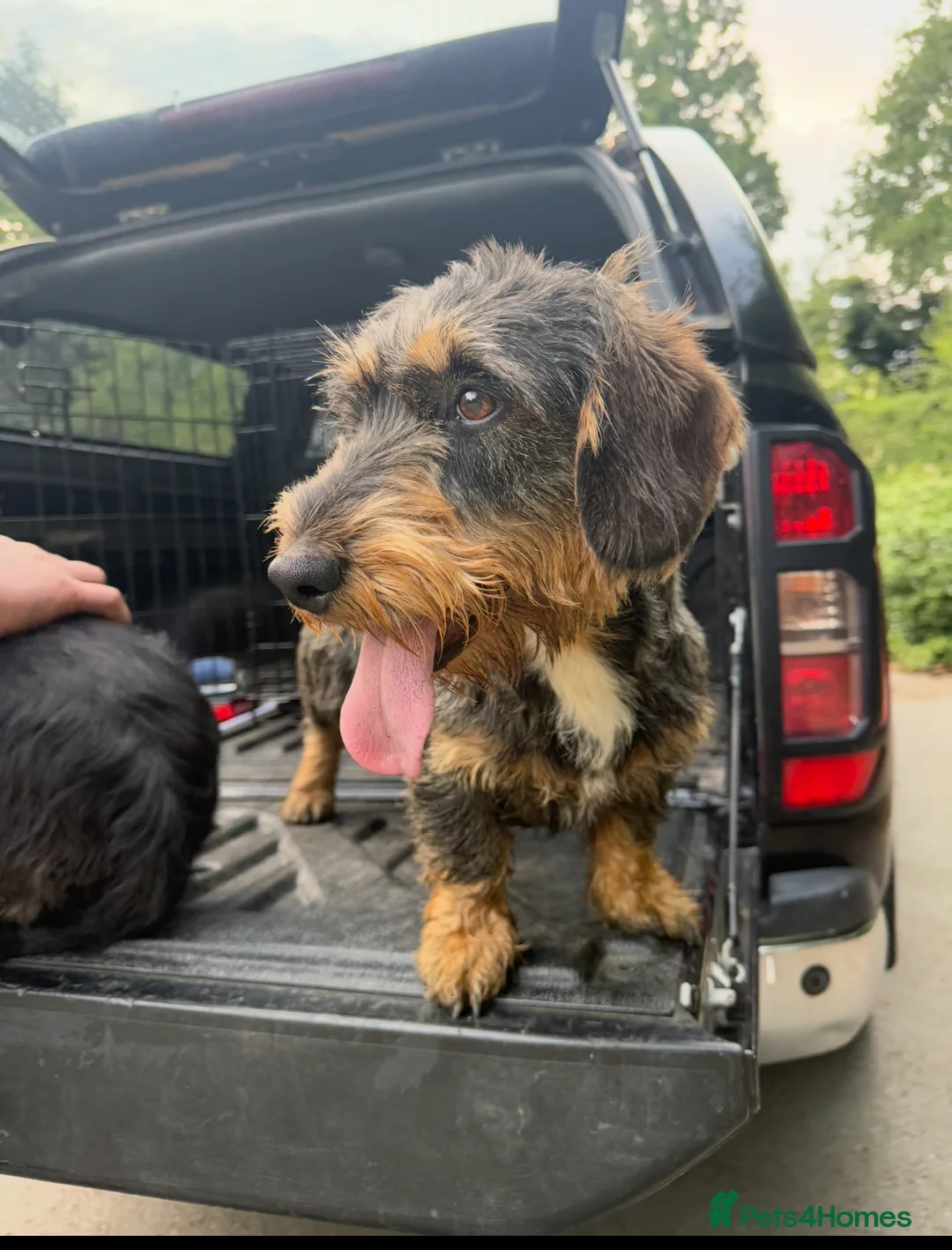 Dachshund dogs for sale: STANDARD WIREHAIRED DACHSHUND PUPPY  in Shrewsbury - Advert 13