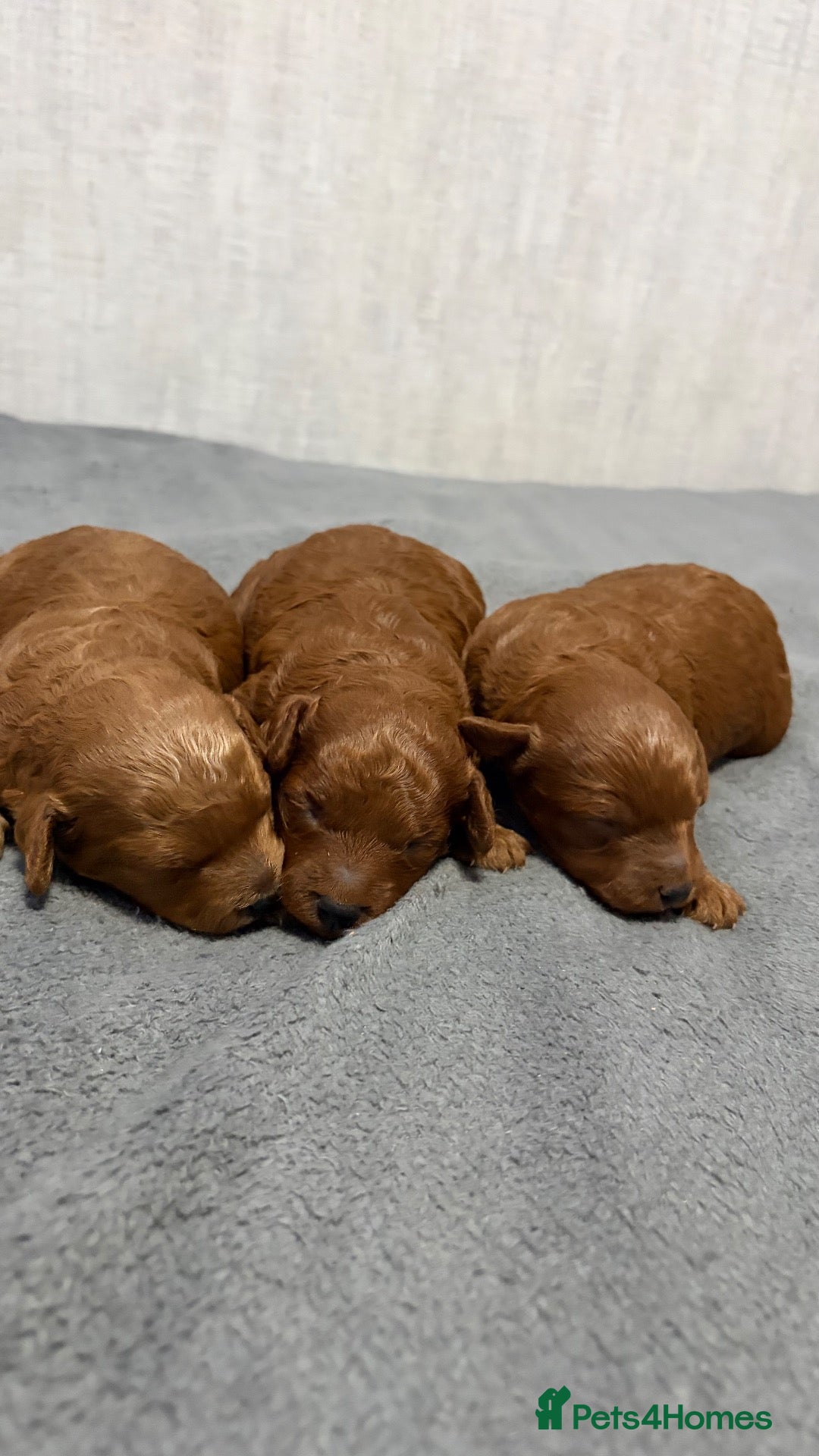Irish Doodle dogs 3 Gorgeous Irish Doodle Boy Puppies - Advert 2