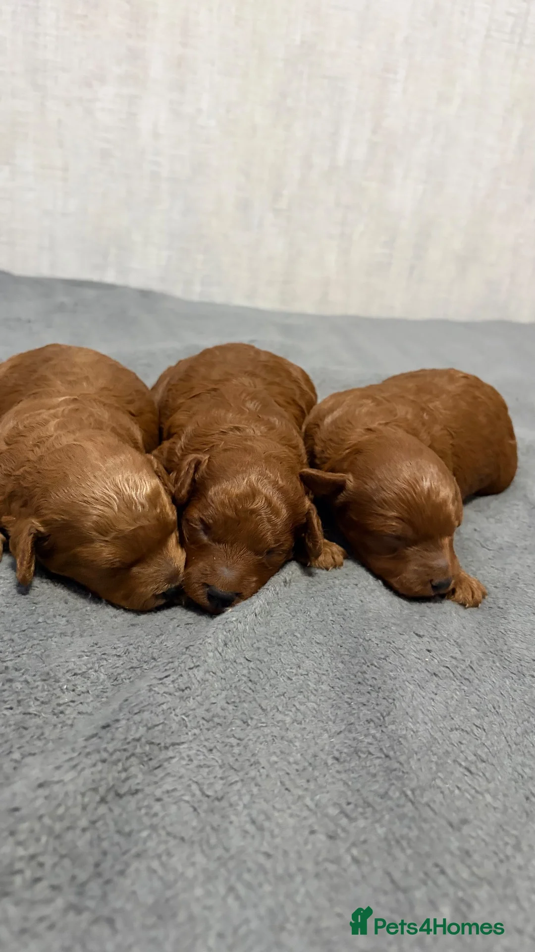 Irish Doodle dogs for sale: 3 Gorgeous Irish Doodle Boy Puppies in Southport - Advert 1