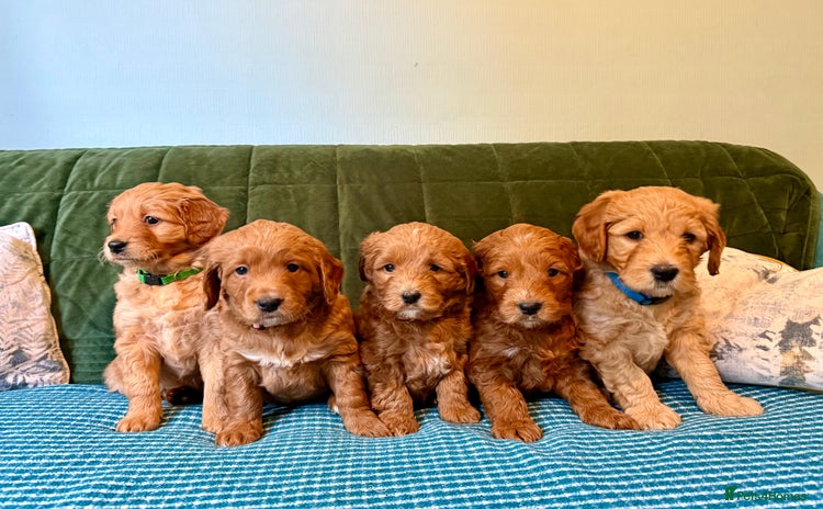 Mixed Breed dogs - Advert 1