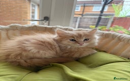 Ragdoll cats for sale: Beautiful pale ginger Ragdoll X Maine Coon boy - Image 2
