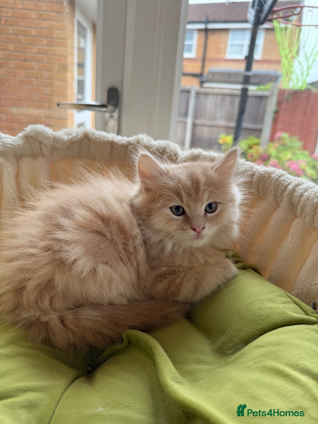 Ragdoll cats for sale: Beautiful pale ginger Ragdoll X Maine Coon boy - Image 2