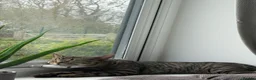 Mixed Breed cats for sale: Gorgeous kittens for sale - Advert 10