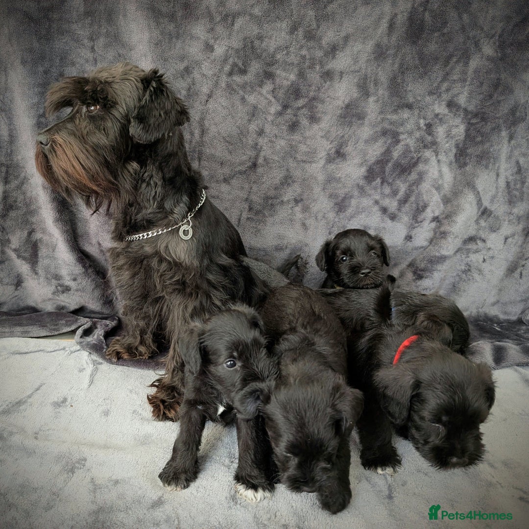 Miniature Schnauzer dogs for sale: Quality Mini Schnauzers - Image 17