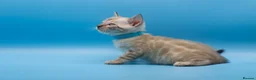 Bengal cats for sale: Snow Lynx Bengal Kittens–Available for Reservation - Advert 22