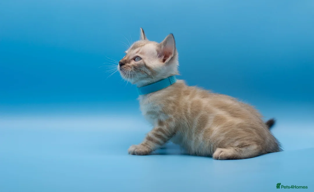 Bengal cats for sale: Snow Lynx Bengal Kittens–Available for Reservation - Advert 22