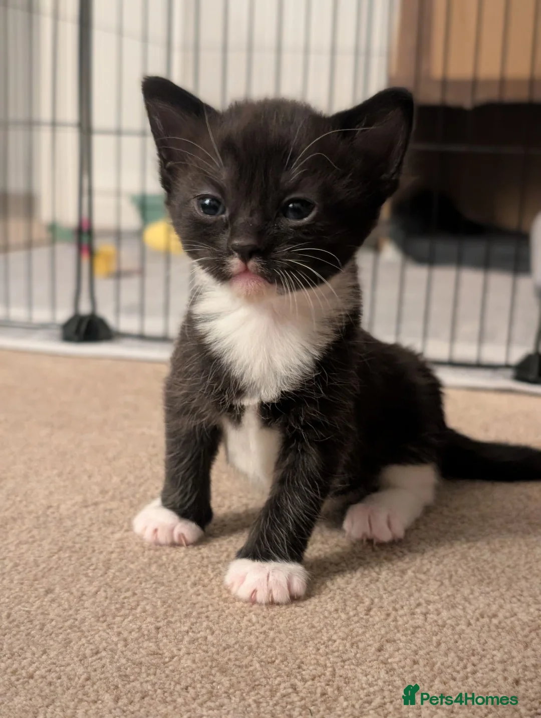 Mixed Breed cats for sale: 🐾 Gorgeous Kittens Looking for Forever Homes 🐾 in Andover - Advert 2