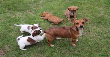 Jack Russell dogs - Advert 11