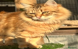Siberian cats for sale: 🌟🌟Handsome TICA Reg Siberian Boy🌟🌟 - Image 5