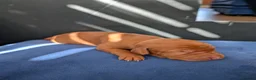 Hungarian Vizsla dogs for sale: Hungarian Vizsla Puppies - Born 09/03 - Advert 11