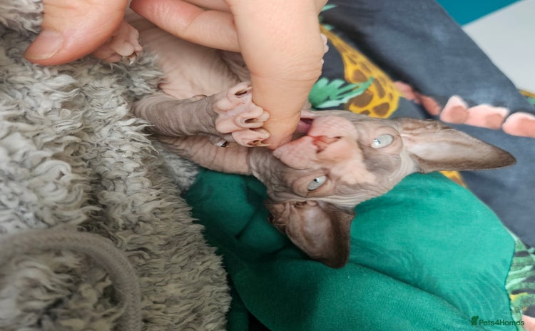 Sphynx cats - Advert 19