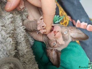 Sphynx cats - Advert 15