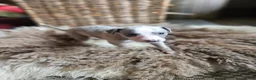 Whippet dogs for sale: Exquisite litter of whippet puppies  in Ormskirk - Advert 18