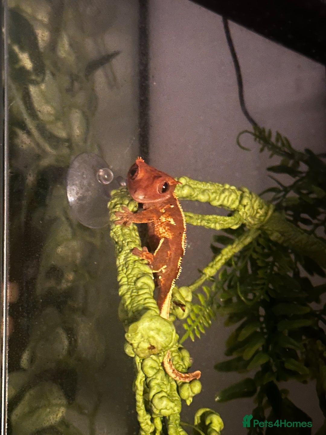 Gecko reptiles for sale: Crested gecko- includes setup - Advert 2