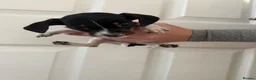Mixed Breed dogs for sale: Cross bred dachshund  - Advert 9