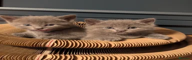 Russian Blue 5