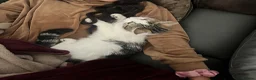 Mixed Breed cats for sale: 🐾 Gorgeous Mix Tabby & white Female 🐾 - Advert 2