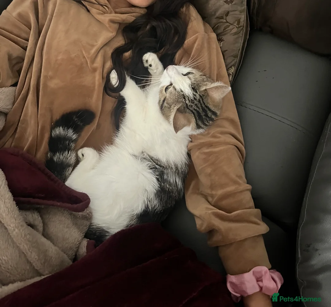 Mixed Breed cats for sale: 🐾 Gorgeous Mix Tabby & white Female 🐾 - Advert 2