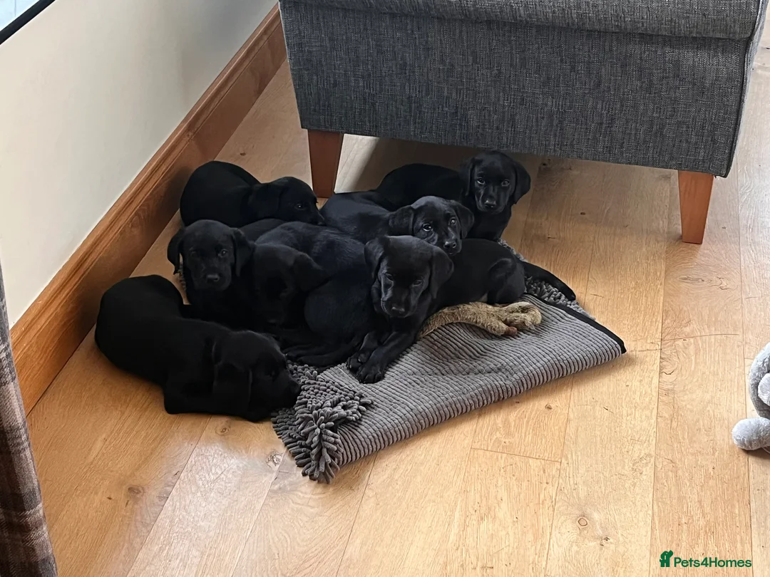 Labrador Retriever dogs for sale: Pedigree KC Registered Black Labrador Pups  - Advert 4