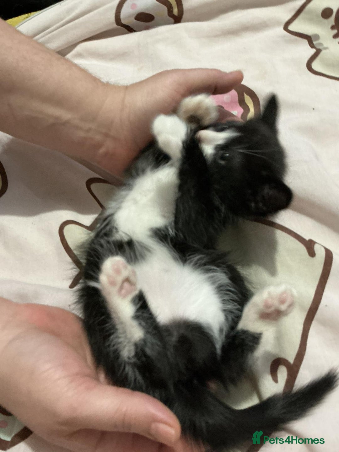 Mixed Breed cats for sale: Kittens  - Advert 11