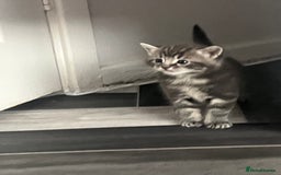 Mixed Breed cats for sale: 4 beautiful friendly mixed breed kittens for sale  in Northwich - Image 6