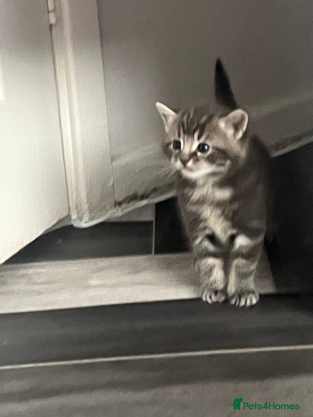 Mixed Breed cats for sale: 4 beautiful friendly mixed breed kittens for sale  in Northwich - Image 6