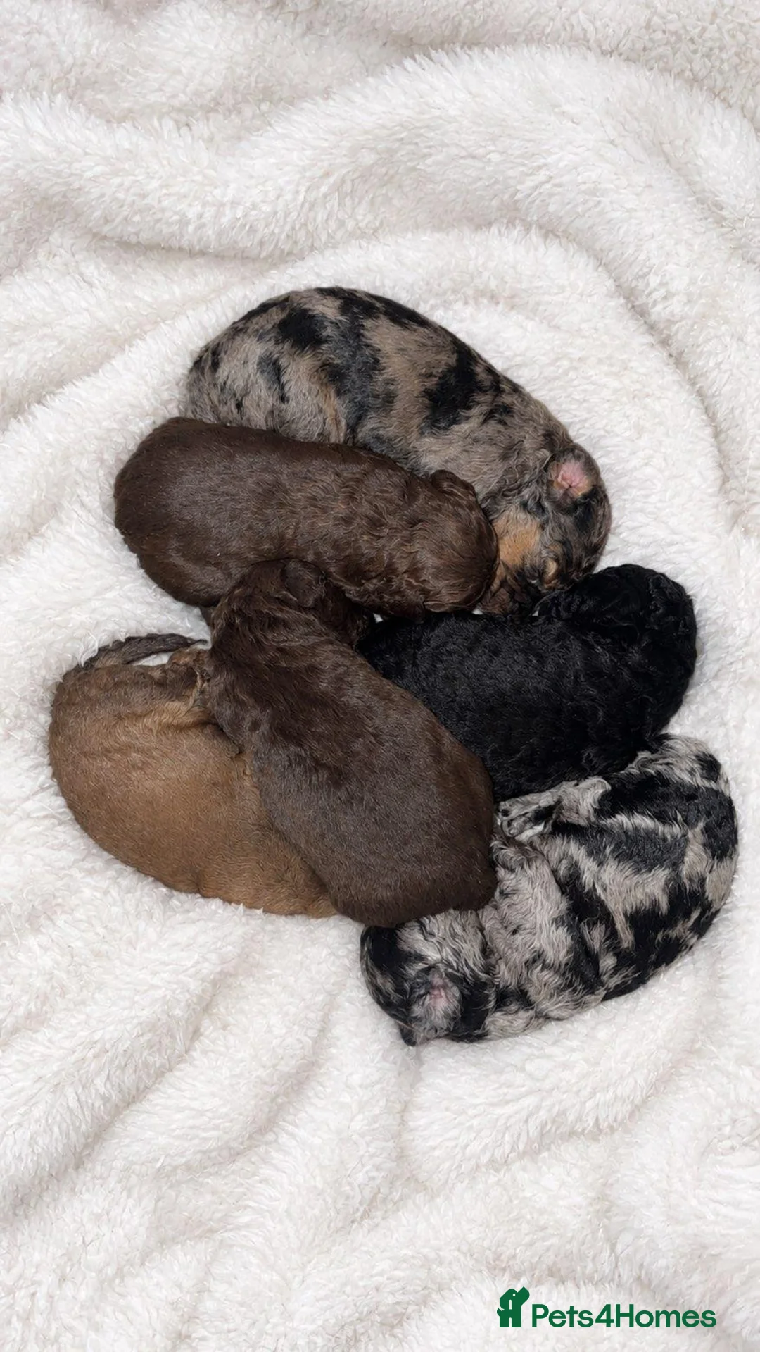 Jackapoo dogs for sale: F1b jackpoos  - Advert 16