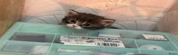 Mixed Breed cats for sale: Adorable Fluffy Kittens for Sale 6-8 in Nottingham - Advert 20