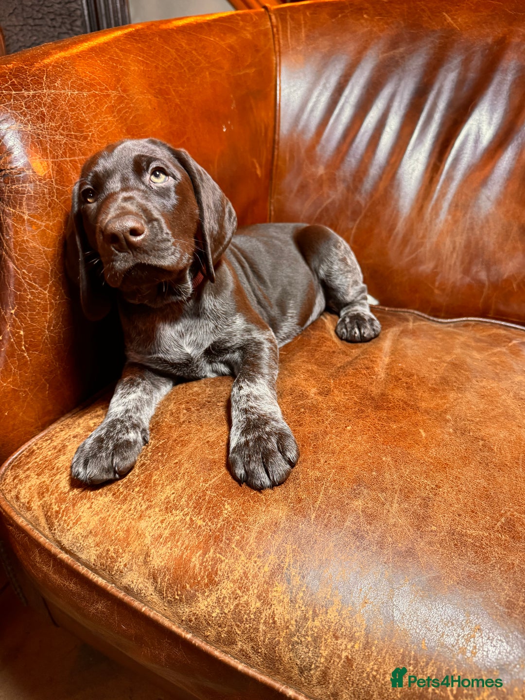 German Shorthaired Pointer dogs for sale: KC Reg Champ blood Lines GSP Pointer Pups - Leeds - Advert 8