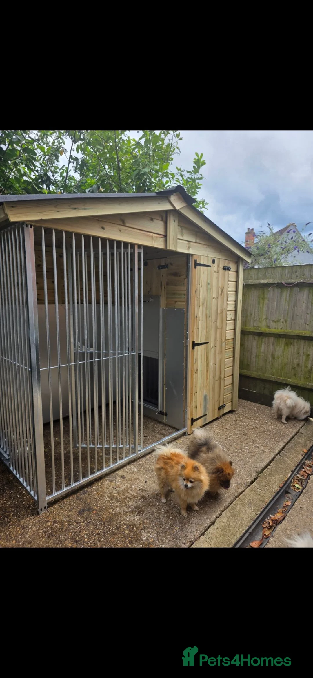 Pomeranian dogs for sale: Beautiful loving pomeranian male tri coloured in Corby - Advert 1