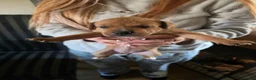 Staffordshire Bull Terrier dogs for sale: 5 beautiful staffordshire bull terriers in Dewsbury - Advert 5