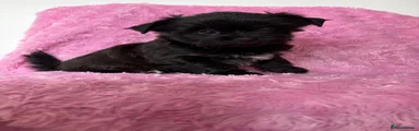 Yorkshire Terrier Puppy 4