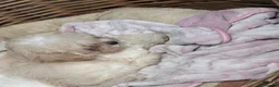 Maltipoo dogs for sale: Rare mix Russian Toy Poodle&Korean Maltese Puppy - Advert 5