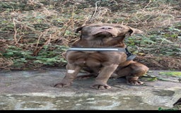 Labrador Retriever dogs for sale: 3 year old male chocolate labrador  - Image 3