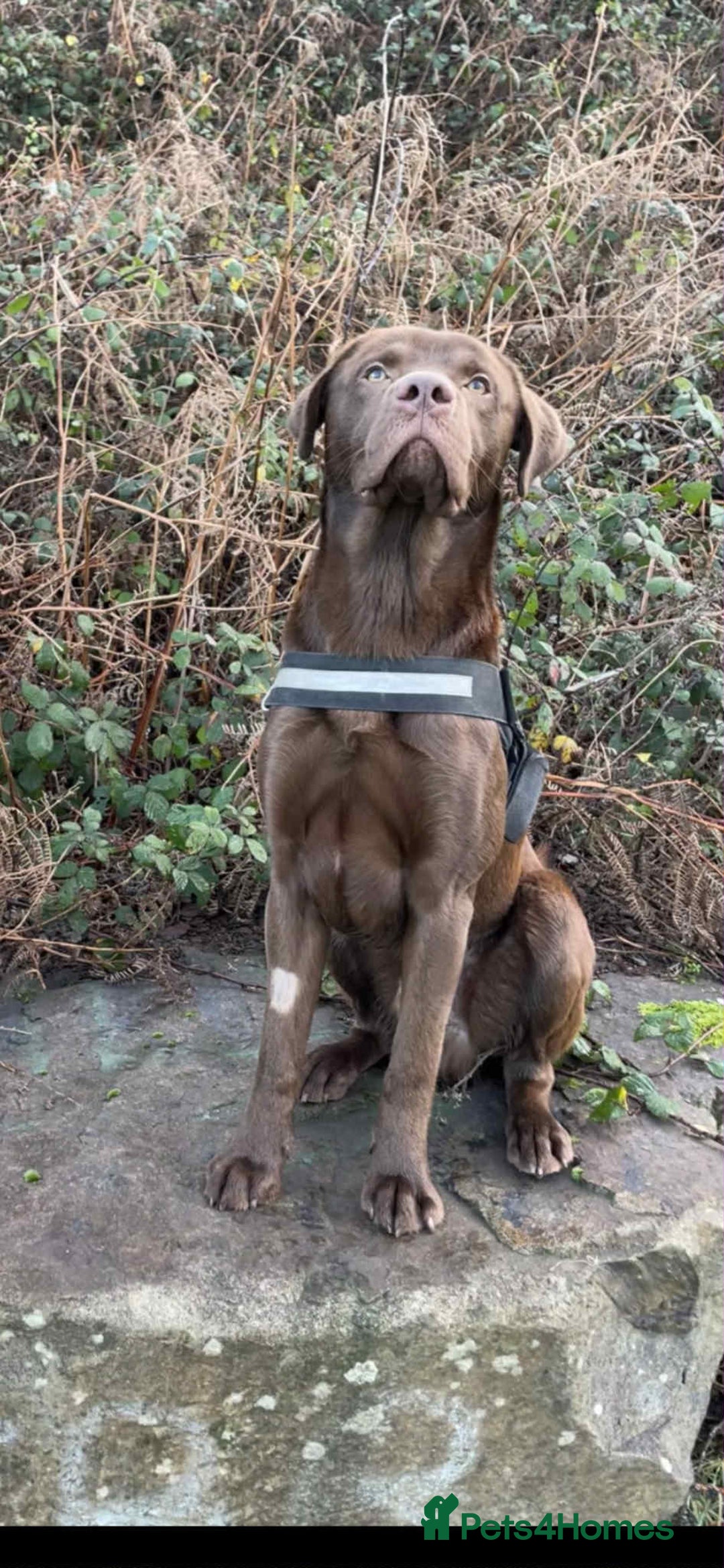 Labrador Retriever dogs for sale: 3 year old male chocolate labrador  - Image 3