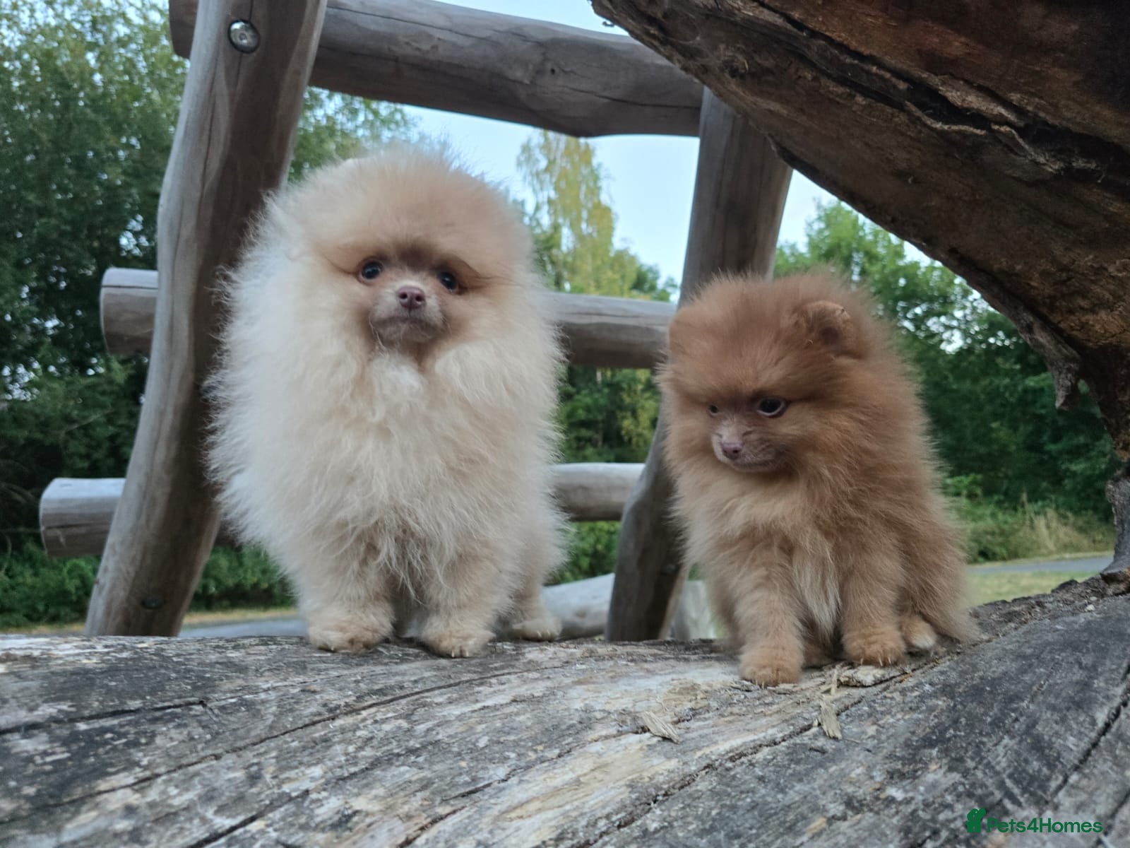 Pomeranian dogs Very small pomeranian plush puppies  - Advert 16