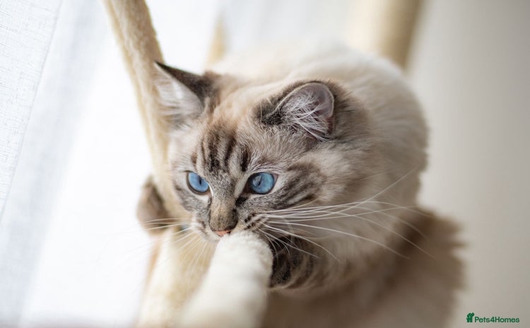 Ragdoll cats 🏅GCCF Ragdoll kittens Ready now - Advert 5