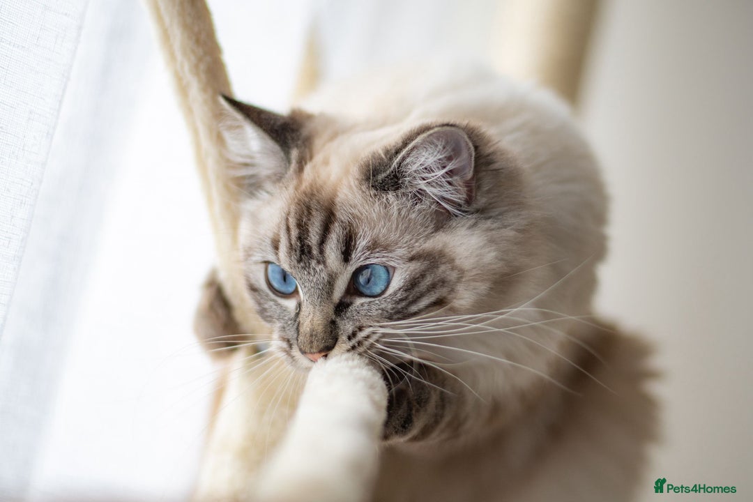 Ragdoll cats for sale: 🏅Last 2 GCCF Ragdoll kittens Ready now - Advert 1