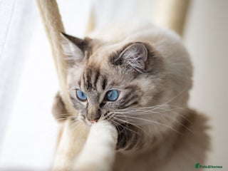 Ragdoll cats 🏅GCCF Ragdoll kittens Ready now - Advert 1