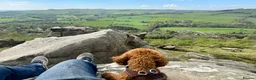 Miniature Poodle dogs for stud: **For Stud** in Matlock - Advert 4