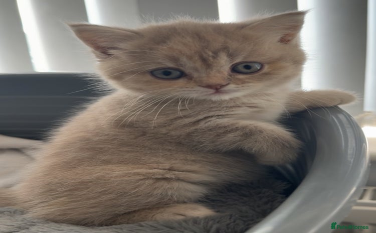 British Shorthair cats - Advert 14