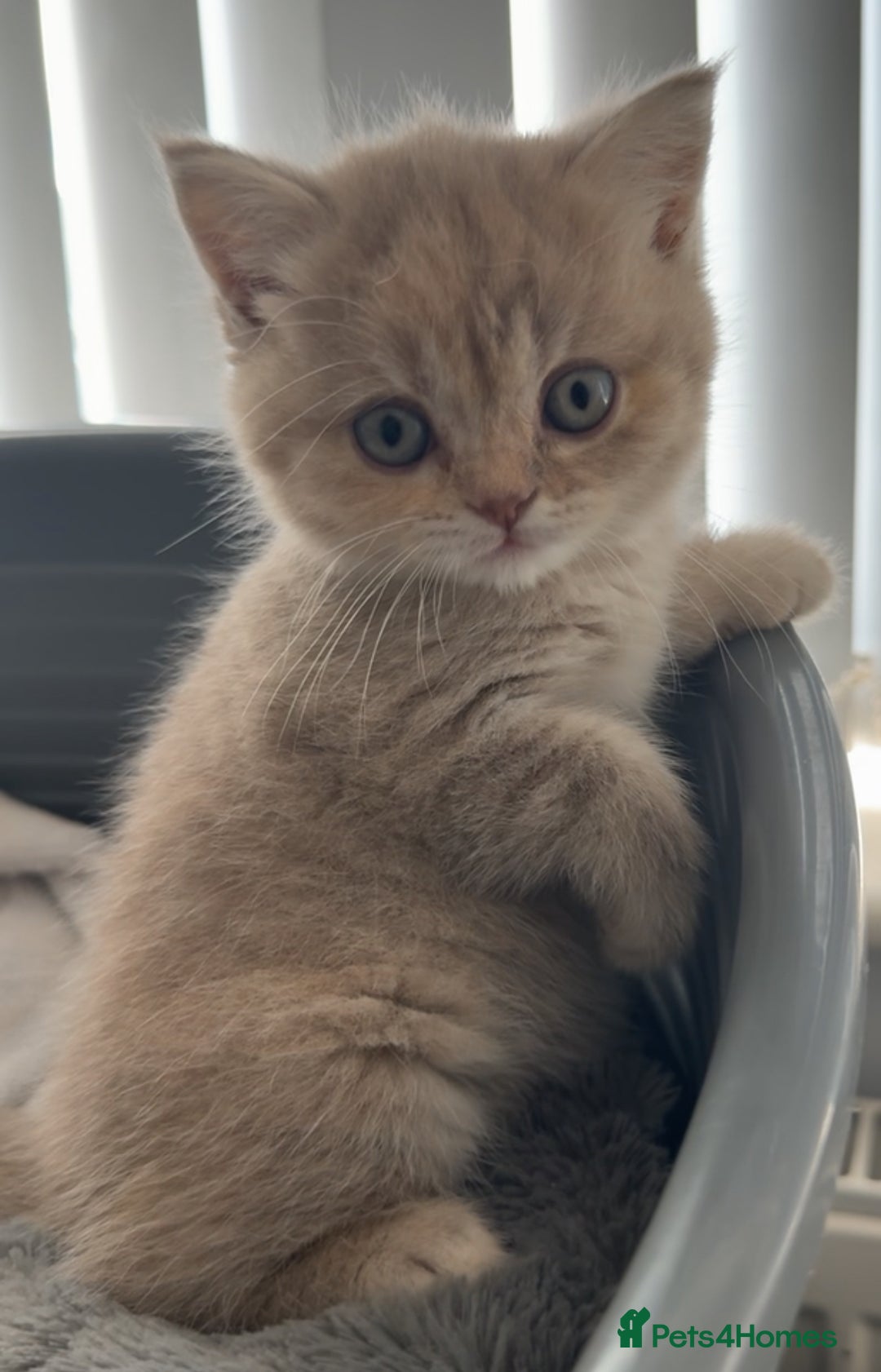 British Shorthair cats for sale: Adorable BSH Kittens Ready for Their Forever Homes - Image 1