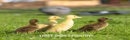 Ducks poultry for sale: Day old ducklings - Cherry valley females - Advert 1