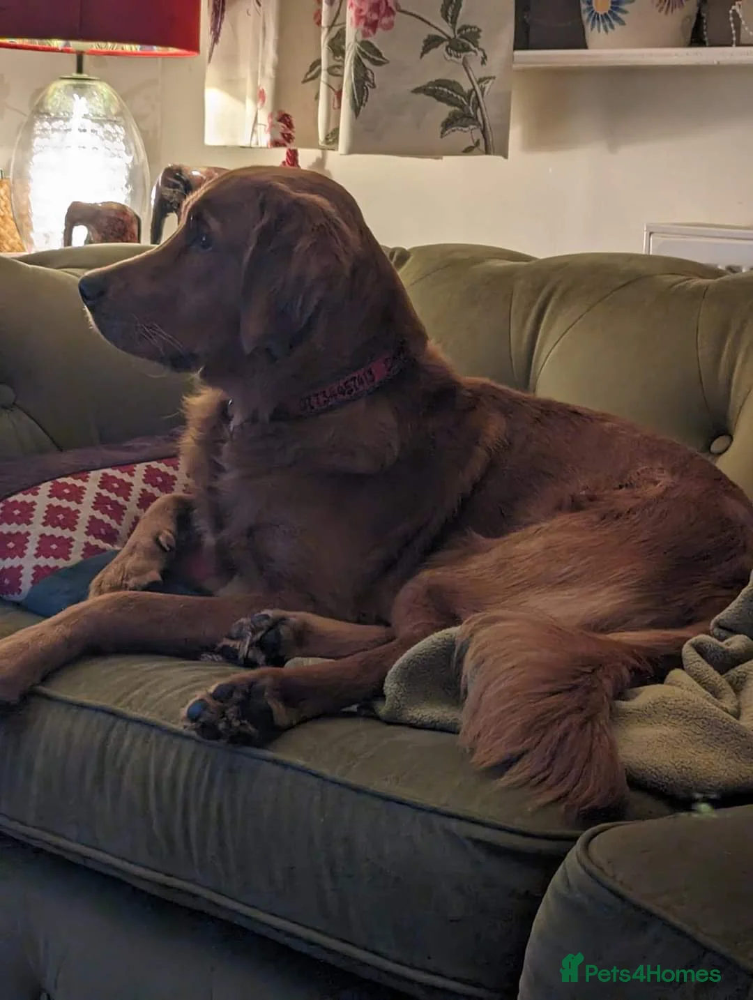 Golden Retriever dogs for stud: Gorgeous Gus for Stud  in Faringdon - Advert 11